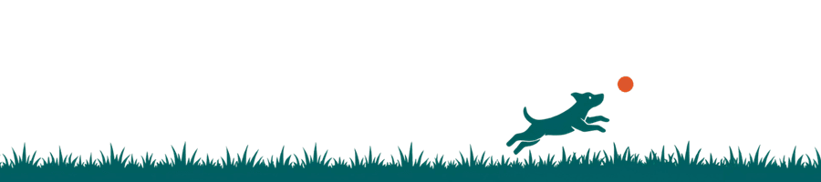 Dog in grassy field